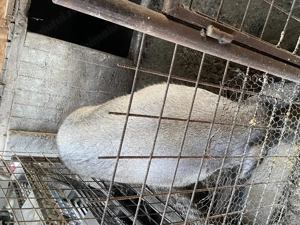 Porci de vanzare crescuti in gospodarie! - imagine 3