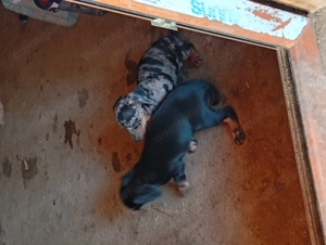 Căței tekel pe negru și arlechin  - imagine 2