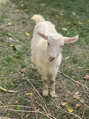 Vând capre - imagine 2