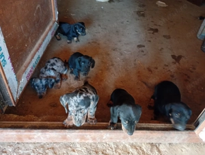 Căței tekel pe negru și arlechin  - imagine 3