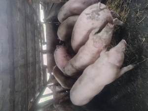 Porci de 150 kg  - imagine 4