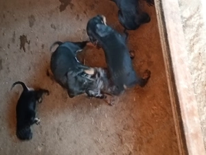 Căței tekel pe negru și arlechin 