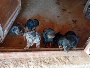 Tekel căței arlechin și negru cu pete de foc - imagine 4