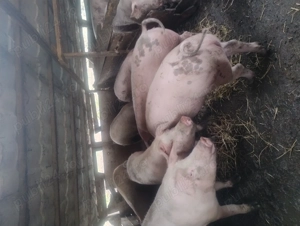 Porci de 150 kg  - imagine 2