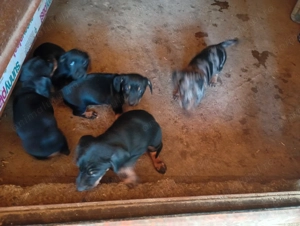 Căței tekel pe negru și arlechin  - imagine 4