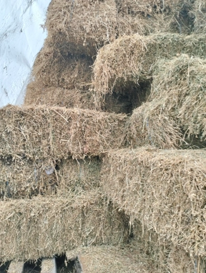 Vând baloți de lucernă .