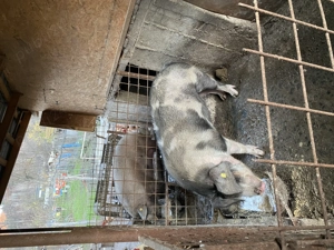 Porci de vanzare crescuti in gospodarie - imagine 3
