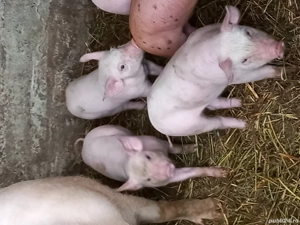 purcei de rasă de vânzare  - imagine 2