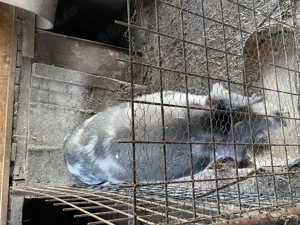 Porci de vanzare crescuti in gospodarie - imagine 4