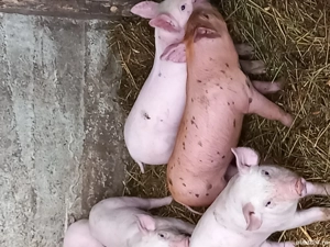 purcei de rasă de vânzare 