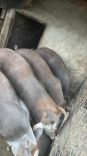 Vând porci Duroc! 90 300 kg