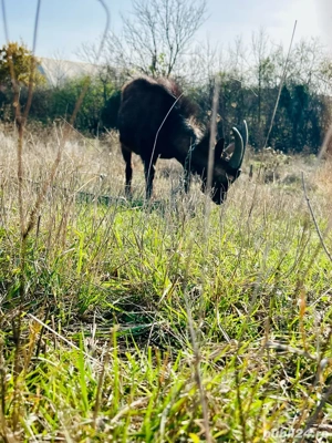 Țap 8 luni Genetica de exceptie - imagine 3