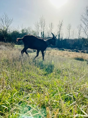 Țap 8 luni Genetica de exceptie - imagine 2