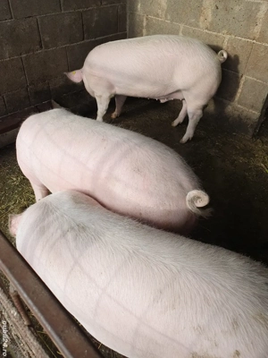 porci de vanzare 