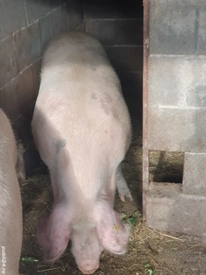 porc de vanzare  - imagine 3