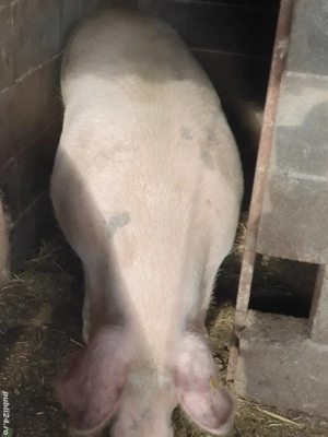porc de vanzare  - imagine 2