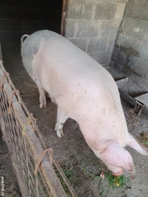 porc de vanzare  - imagine 4