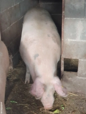 porc de vanzare 