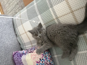 vând pui pisică british shorhair - imagine 3