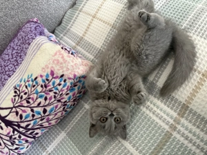 vând pui pisică british shorhair - imagine 2