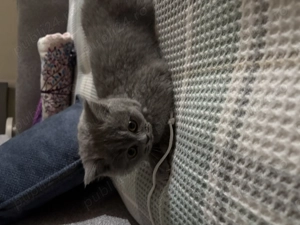 vând pui pisică british shorhair