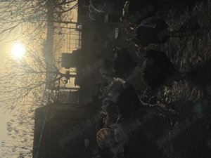 Disponibili curcani de casă 