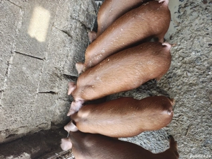 purcei duroc 8 saptamani