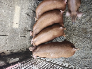 purcei duroc 8 saptamani - imagine 2