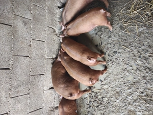 purcei duroc 8 saptamani - imagine 3