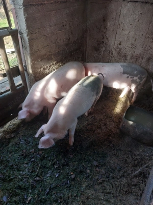 Vand grasuni 4 luni - imagine 2