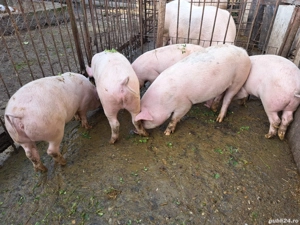 vand porci de 5 luni - imagine 2