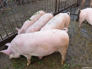 vand porci de 5 luni