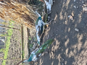 Pauni de vanzare - imagine 5