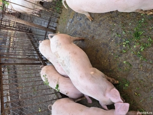 vand porci de 5 luni - imagine 3