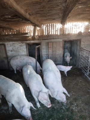 Vand porci pentru sacrificat
