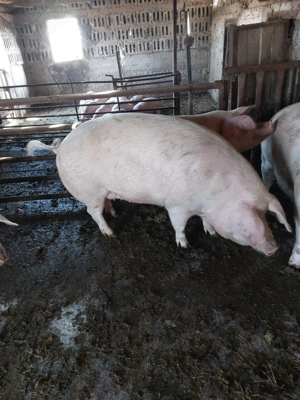 Vand porci pentru sacrificat - imagine 2