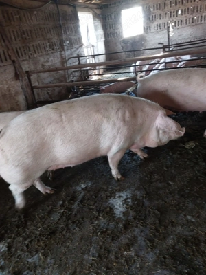 Vand porci pentru sacrificat - imagine 3