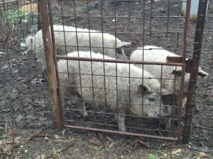 Mangalita de vanzare - imagine 2