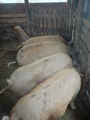 Porci de vanzare pentru sacrificat