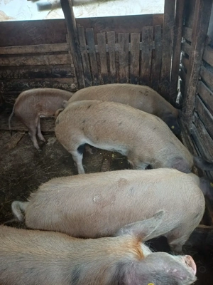 Porci de vanzare pentru sacrificat 80-110 kg - imagine 2