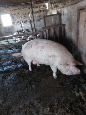 Vand porci pentru sacrificat - imagine 6