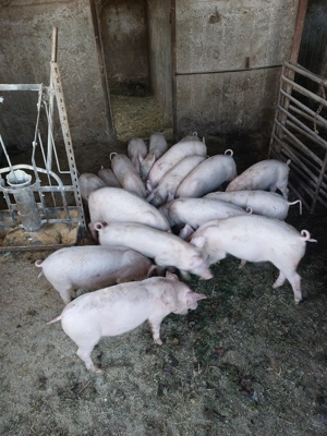 Vand purcei 10 saptamani - imagine 3