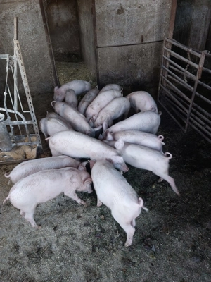 Vand purcei 10 saptamani - imagine 2