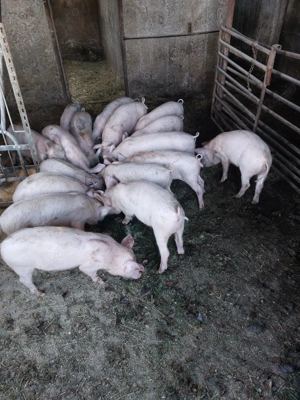 Vand purcei 10 saptamani