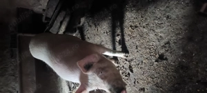 Porci de vînzare  - imagine 3