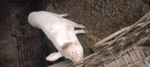 Porci de vînzare  - imagine 2