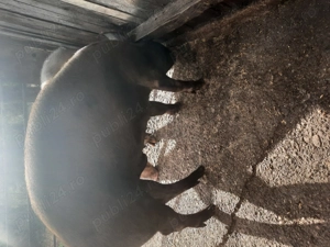 Porc de Craciun - imagine 3