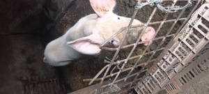 Porci de vînzare  - imagine 5