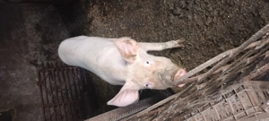 Porci de vînzare  - imagine 4