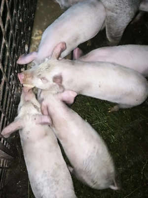 Purcei 10 săptămâni 